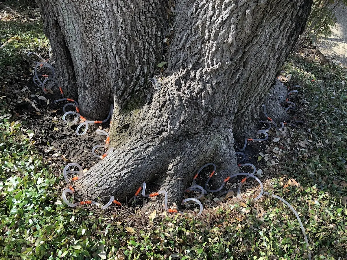 Detailed Tree Cabling and Bracing job site in Sault Sainte Marie